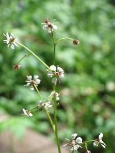 Saxifraga odontoloma